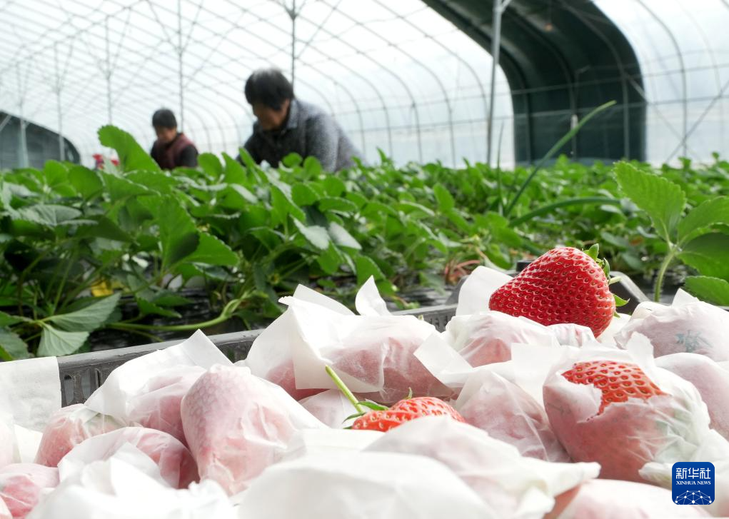 2月1日,河北省卢龙县下寨乡十八里铺村一家草莓种植合作社的社员在大棚内采摘草莓。