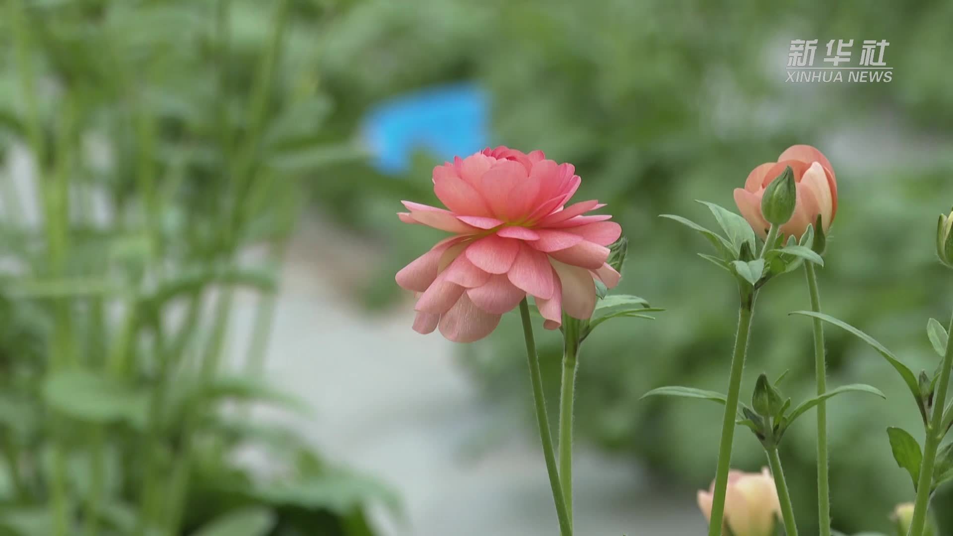 上海崇明地产鲜花基地供销两旺