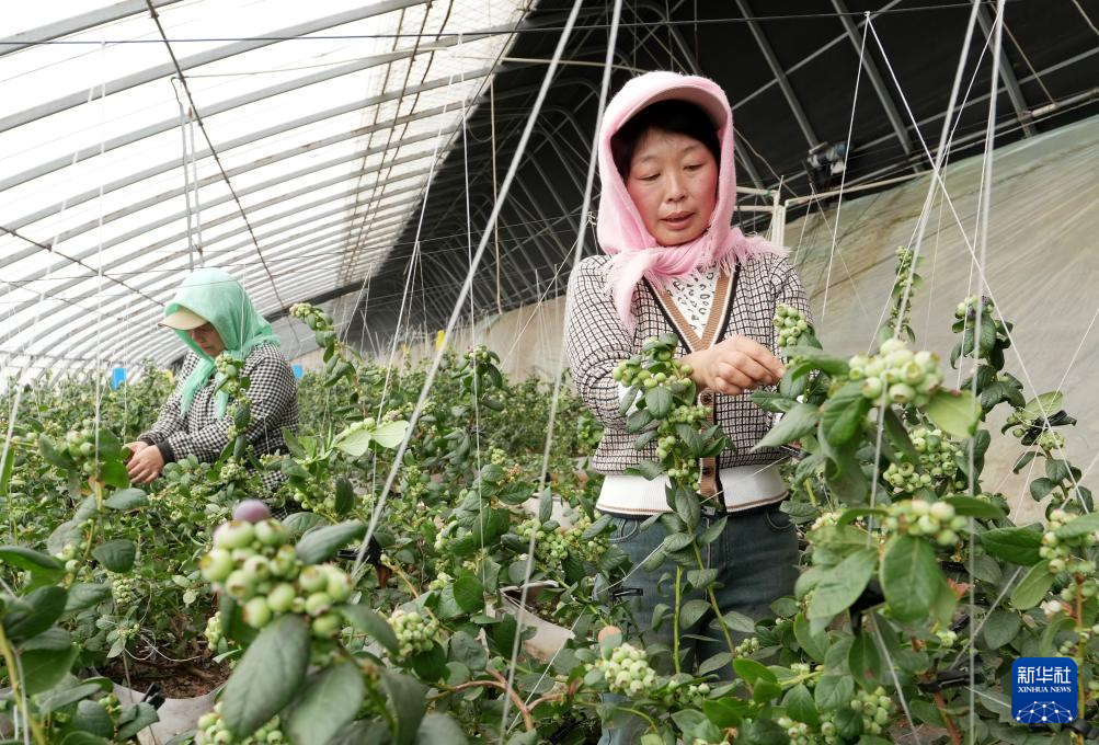 2月1日,河北省卢龙县刘田各庄镇一家蓝莓种植合作社的社员在大棚内管护蓝莓。