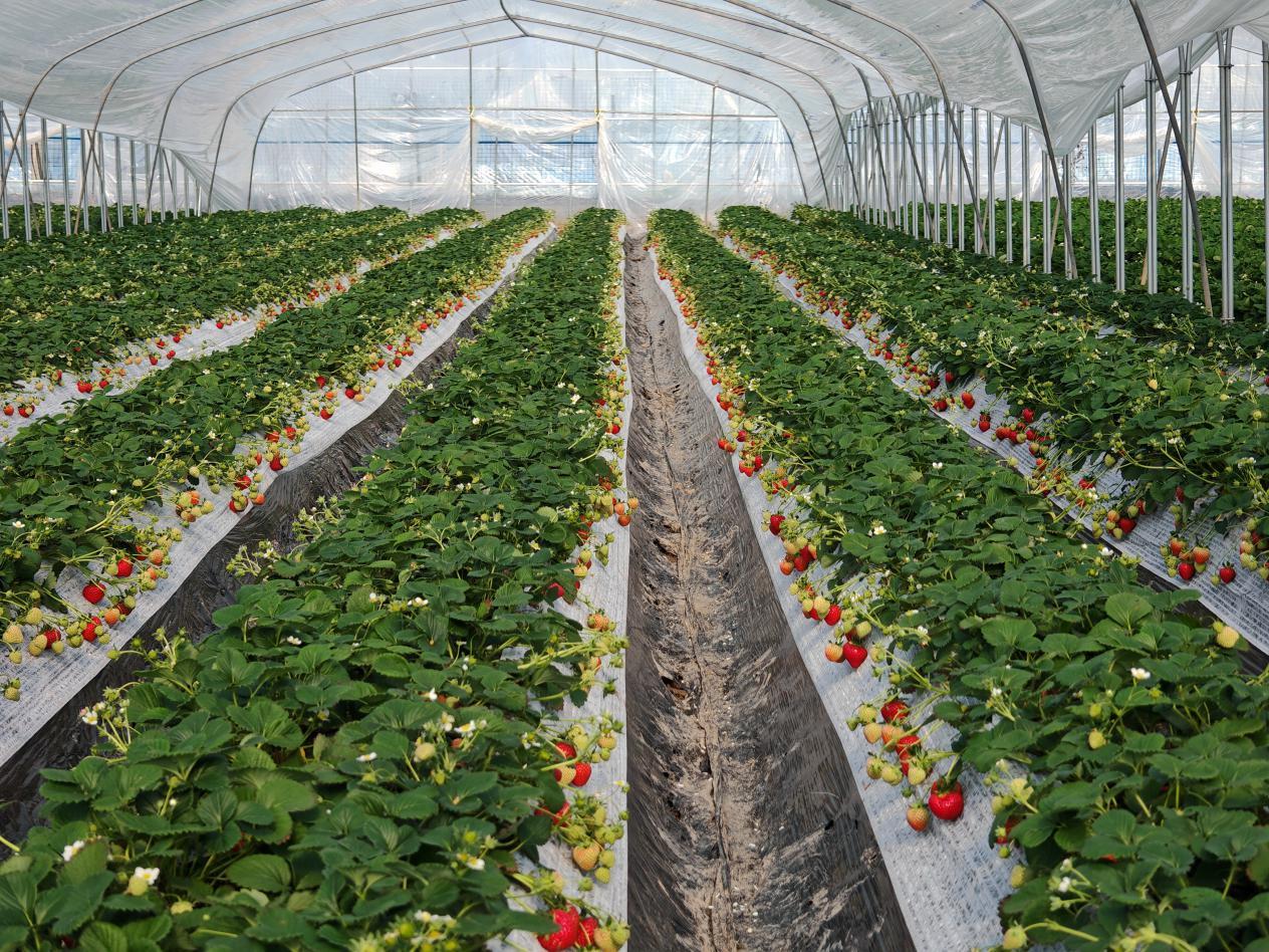 棚内“越心”草莓长势喜人