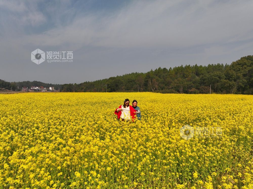 2026年2月5日，江西省吉安市泰和县冠朝镇东岭村，油菜花争奇斗艳，吸引游客前来拍照赏花。
