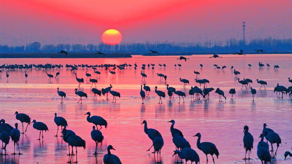 晨曦中冰面上的灰鹤。新华社发