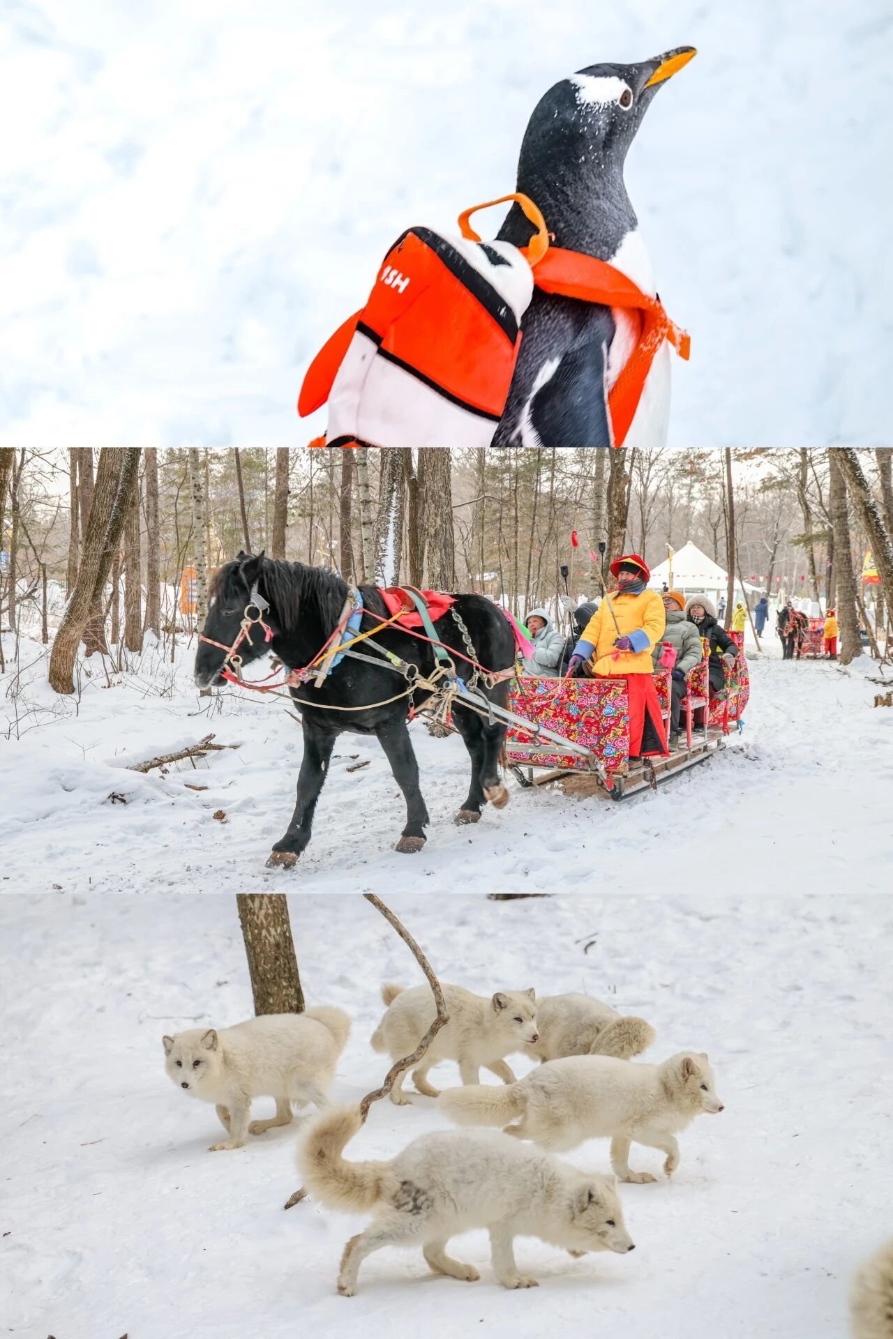 你真的会玩雪吗?吉林的雪原来有这么多打开方式!