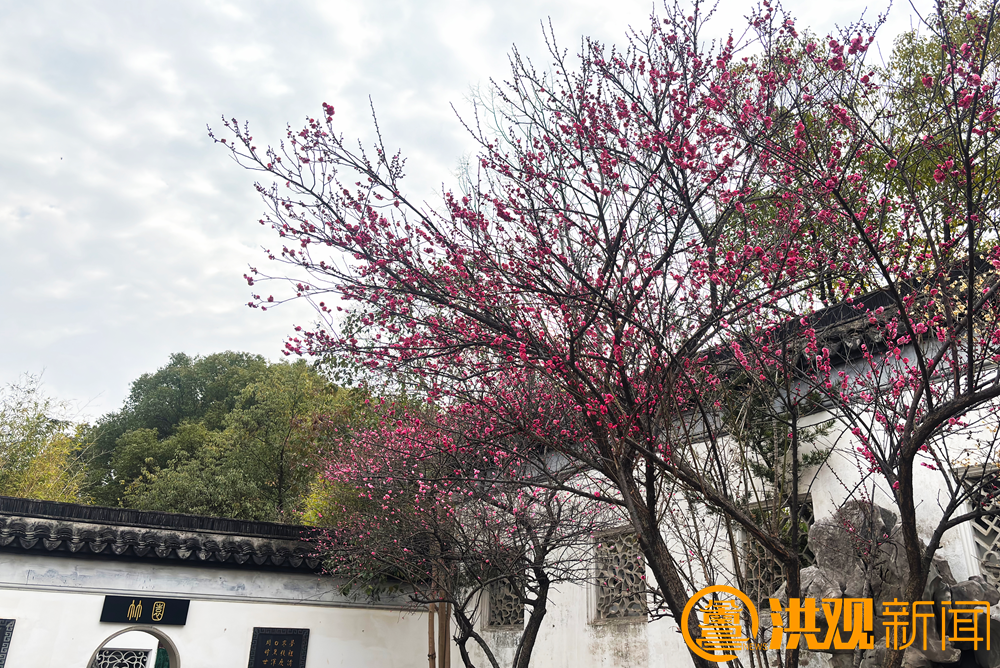 南昌梅花盛开引客来！这份赏梅地图请收好