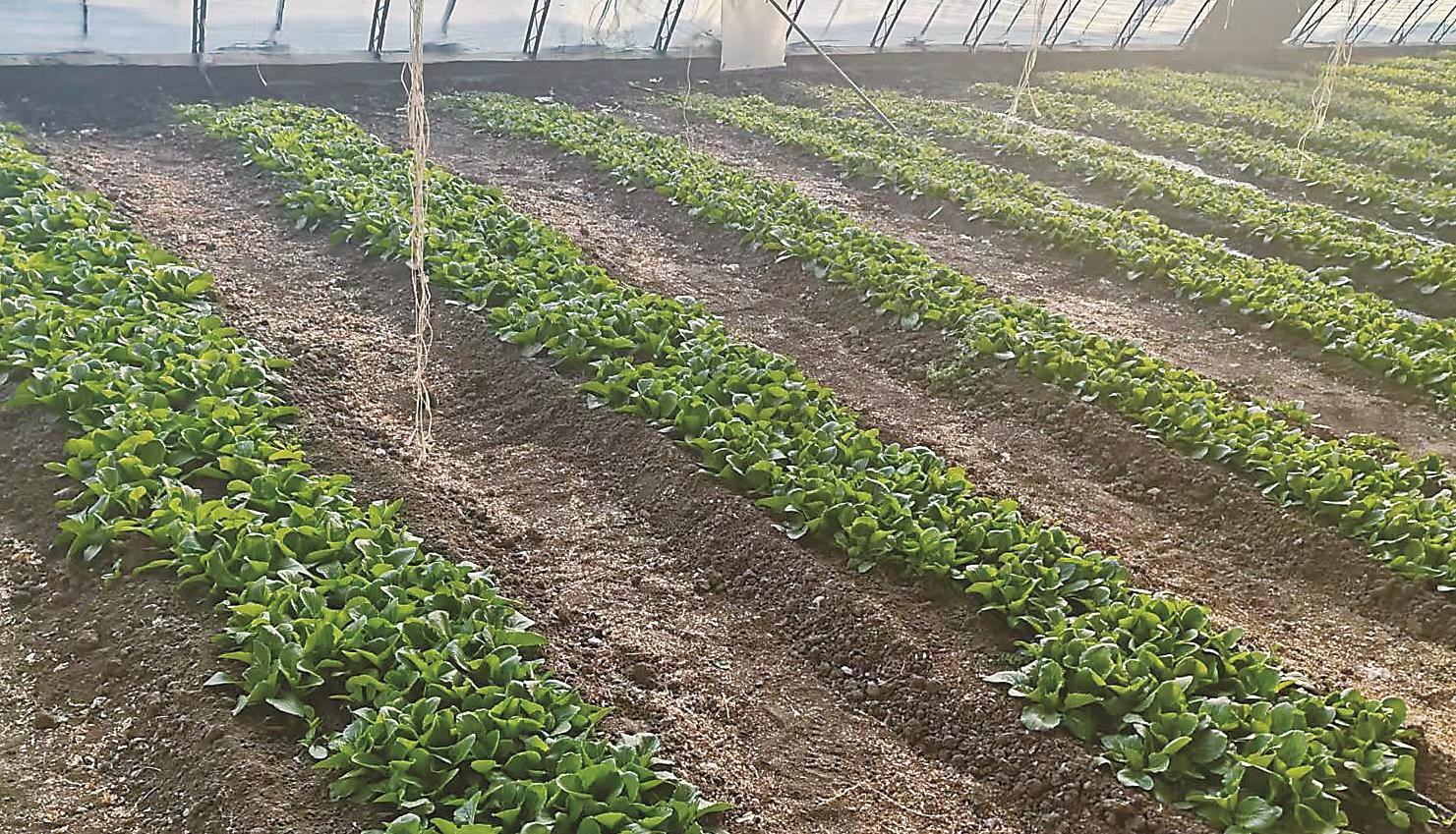 农安县农安镇南关村的温室大棚内，叶菜苗株排列整齐、长势喜人，孕育着勃勃生机。