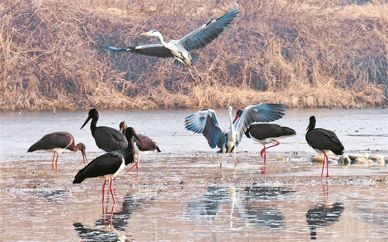 1月29日，在洛阳市孟津黄河湿地国家级自然保护区，会盟镇黄河湿地区域又迎来38只国宝级候鸟——黑鹳。 郑占波 韩波志 摄