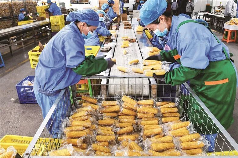 公主岭玉米加工车间。