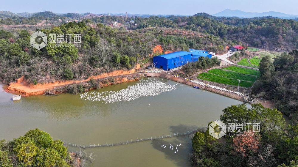 2026年2月3日，萍乡市湘东区排上镇陂田村的白鹅膘肥体健，即将出栏。