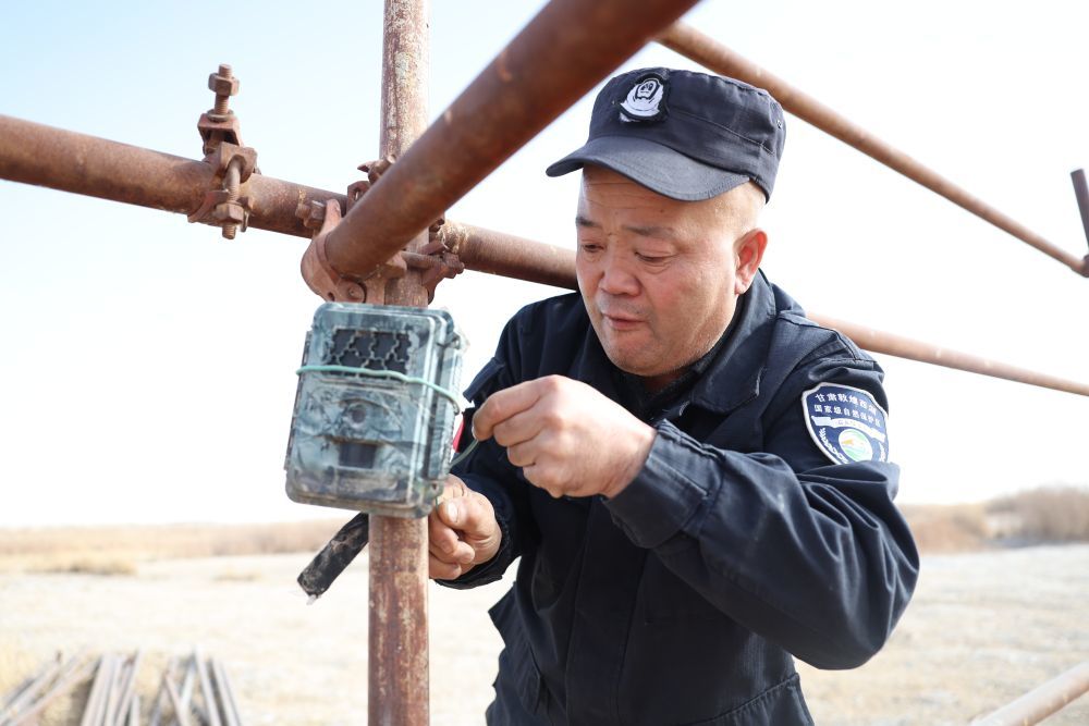 甘肃敦煌西湖国家级自然保护区管护中心玉门关保护站工作人员王成海在保护区内检查红外相机（2月5日摄）