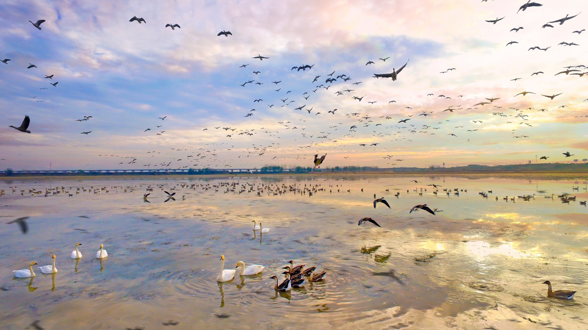 咸宁向阳湖湿地公园 祝浩摄.jpg