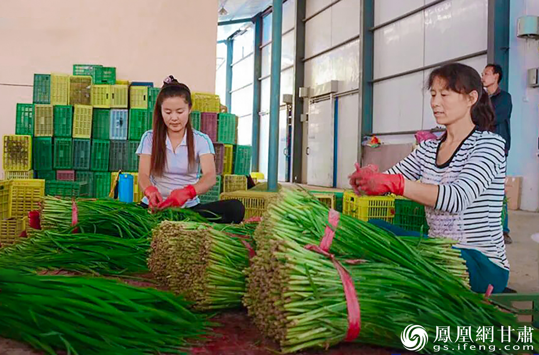 韭菜种植已成为甘肃省天水市甘谷县磐安镇群众稳定增收的主要来源　图源自甘谷县融媒体中心官方公众号