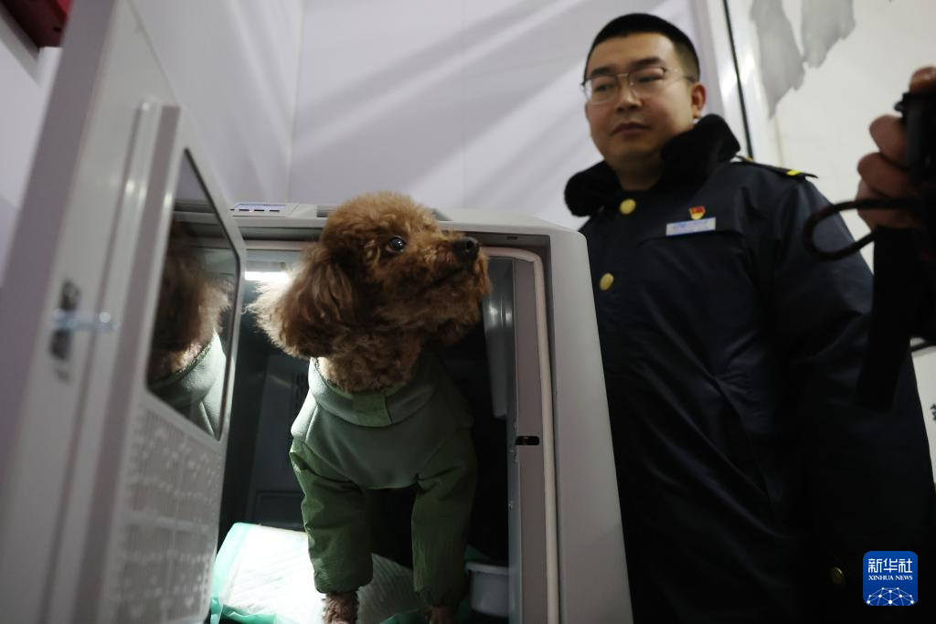 2月1日，在中铁快运兰州西站营业部宠物交接区，一只小狗进入高铁宠物运输专用箱等待托运。