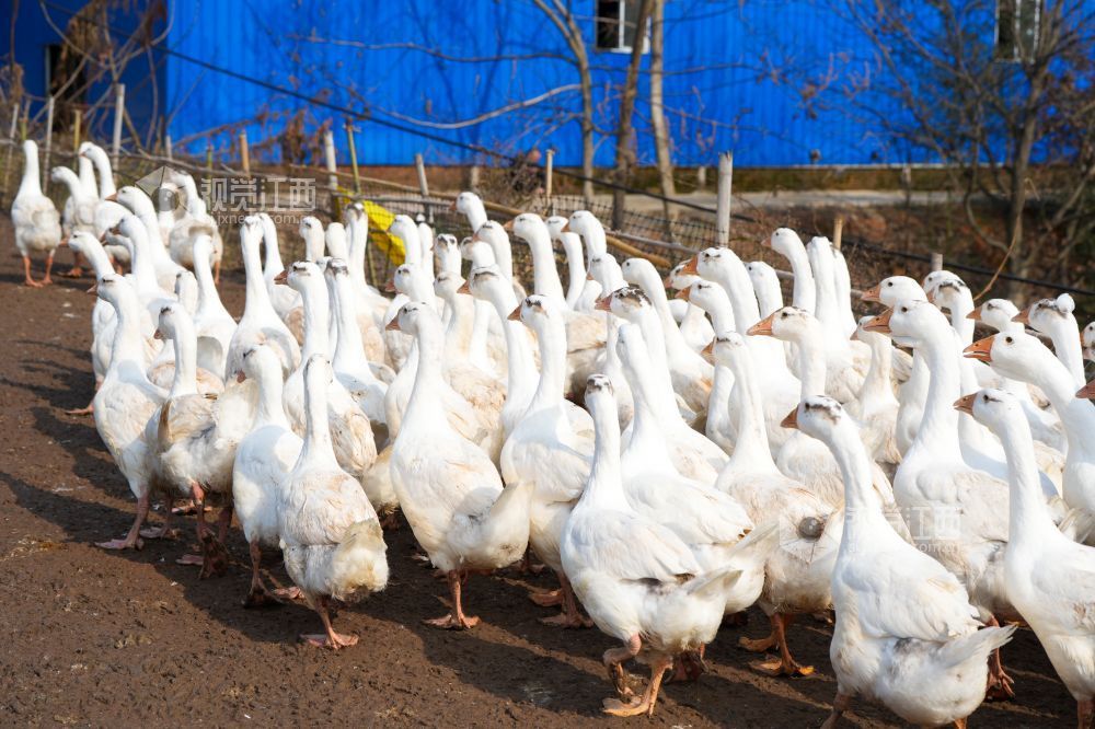 2026年2月3日，萍乡市湘东区排上镇陂田村的白鹅膘肥体健，即将出栏。