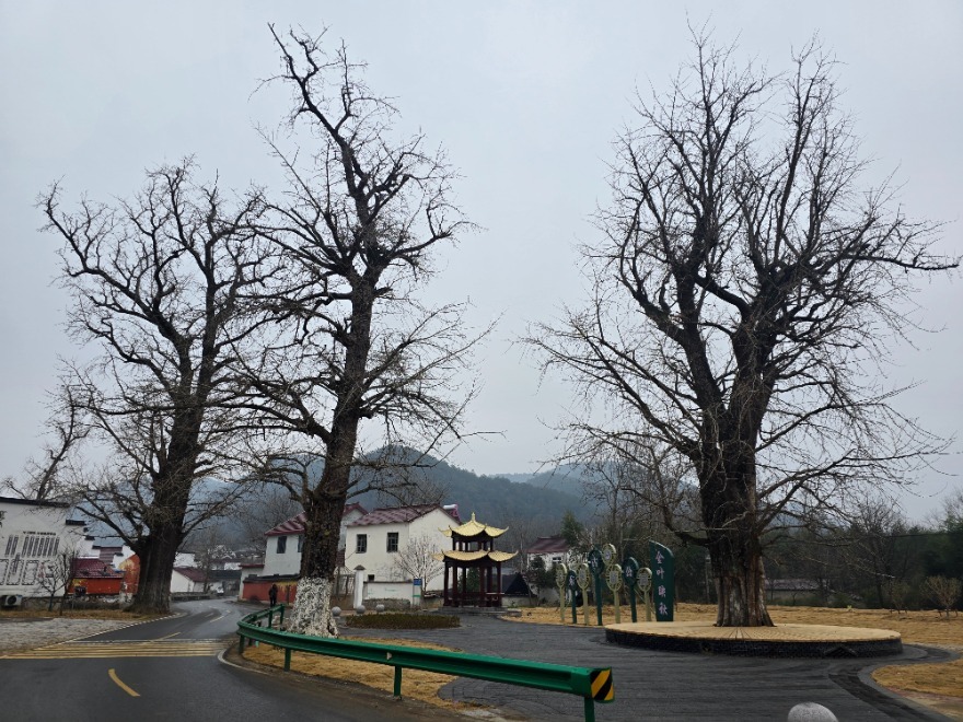 三棵古银杏树所在地已经打造成了一处古树公园