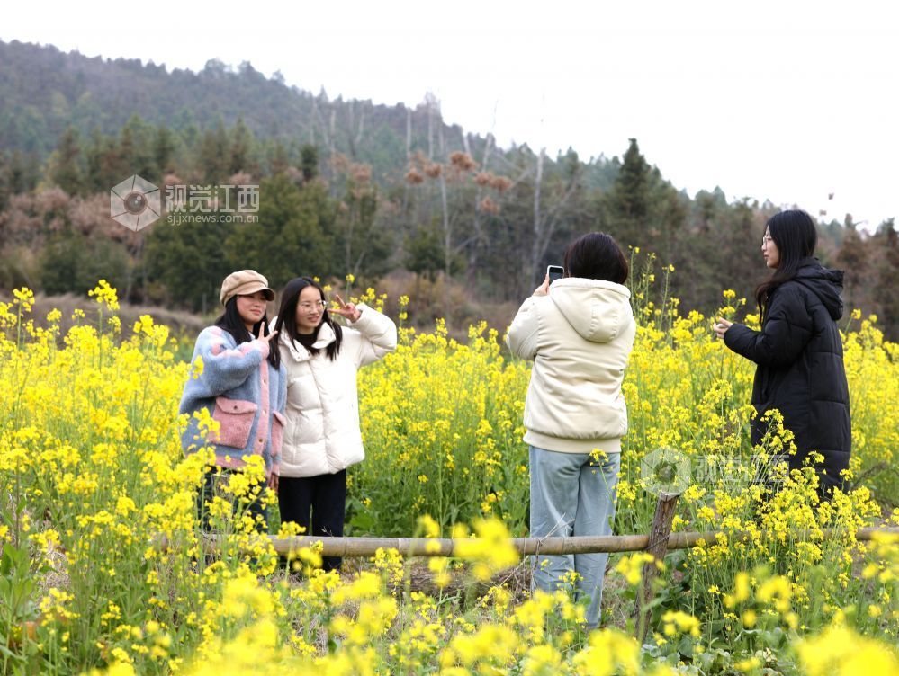 江西分宜：油菜花开春意浓（图）