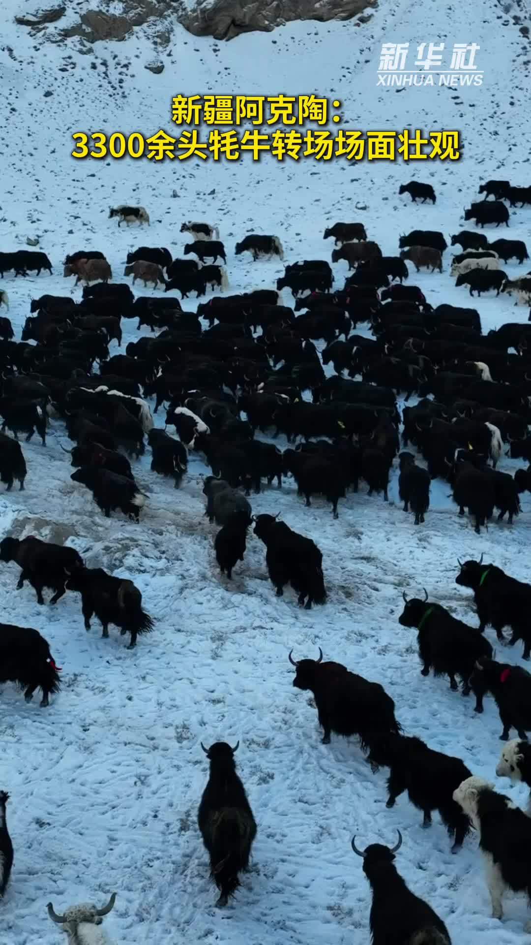 秀我中国｜新疆阿克陶：3300余头牦牛转场场面壮观
