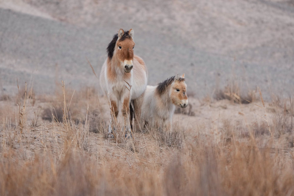 这是2月5日在甘肃敦煌西湖国家级自然保护区内拍摄的普氏野马和小马驹