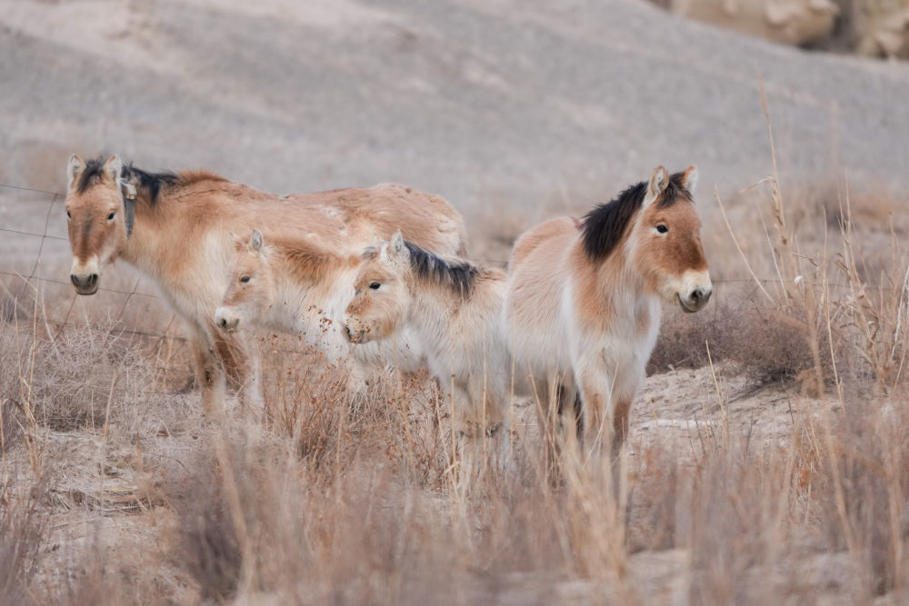 这是2月5日在甘肃敦煌西湖国家级自然保护区内拍摄的普氏野马和小马驹