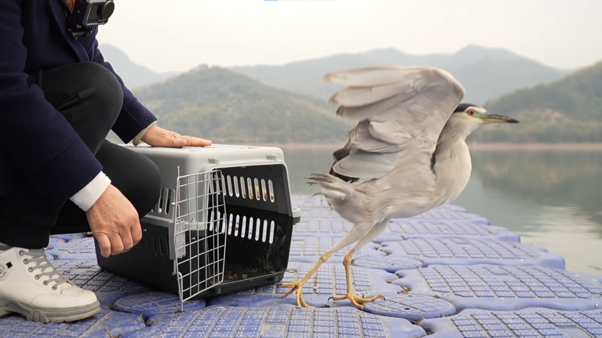 看，这只“夜师傅”回家啦！