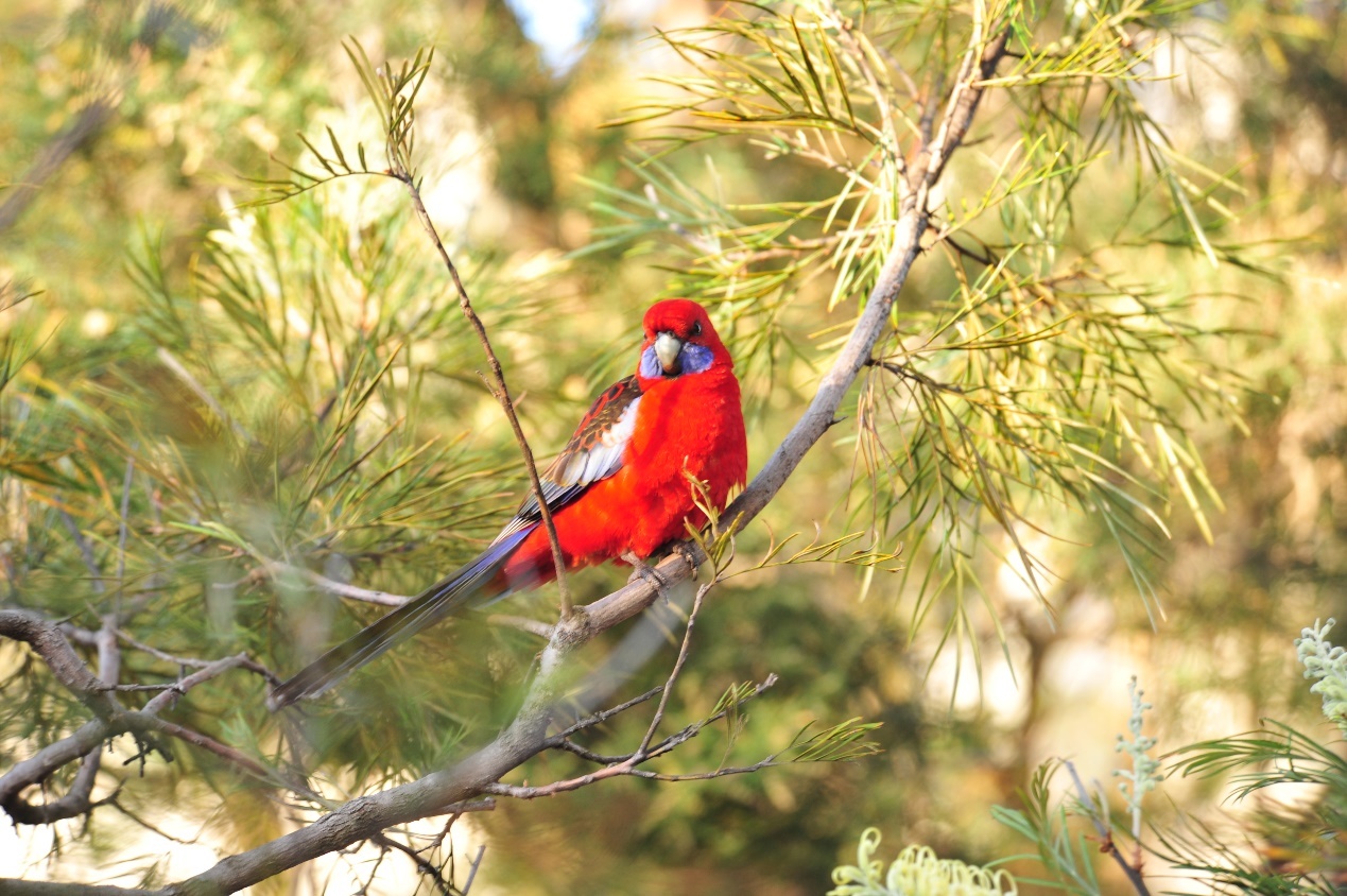 随笔 | 我的那些野生朋友们