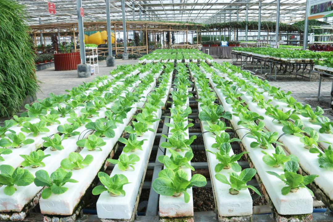 趣采摘 逛景区 品非遗 杨凌特色活动解锁年味新体验