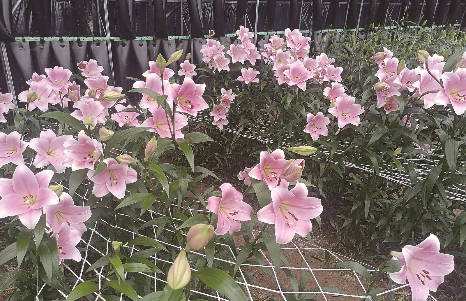 多年来，丁云峰深耕百合本土化种植，让百合成为带动产业发展、促进农民增收，实现景观与效益双丰收的特色花卉。