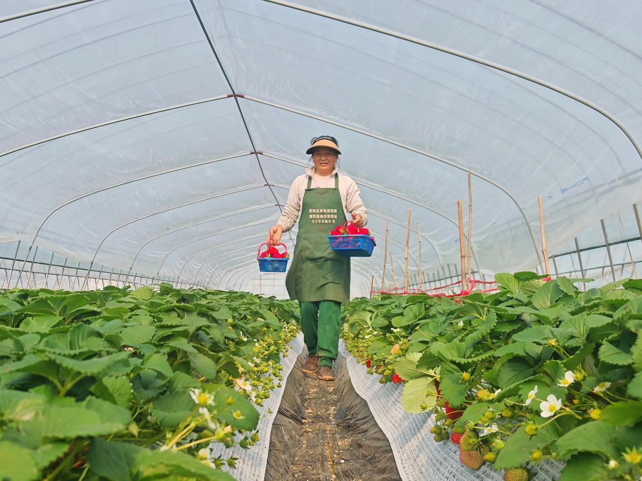 棚内果农采摘草莓