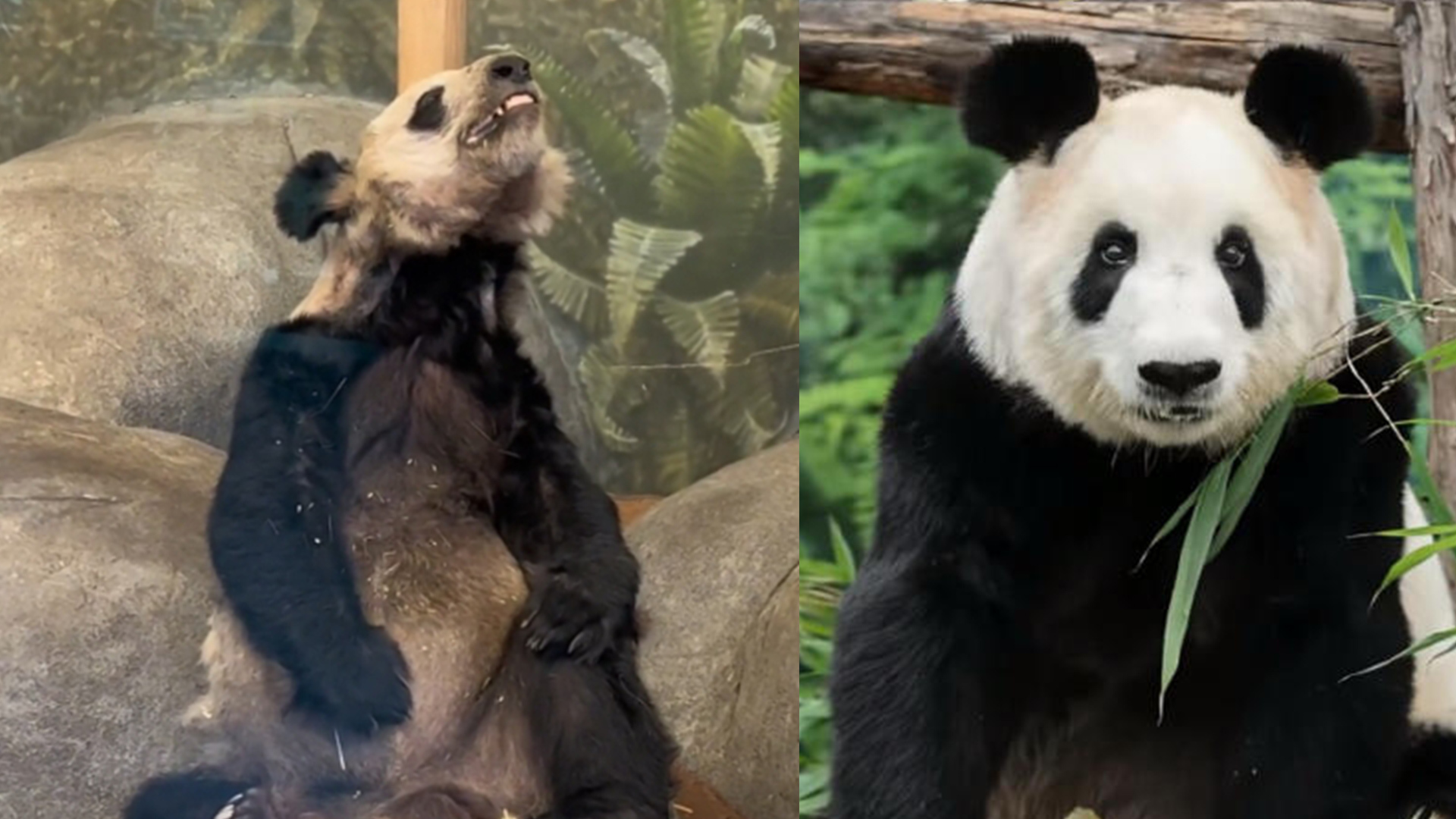 一图胜千言！曾被美国孟菲斯动物园称为“年纪大、季节性毛发稀疏”的丫丫，回国两年后长这样