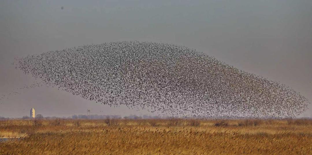 (鸟浪变化出鱼的形象飞过黄河三角洲国家级自然保护区。 通讯员赵文昌摄)