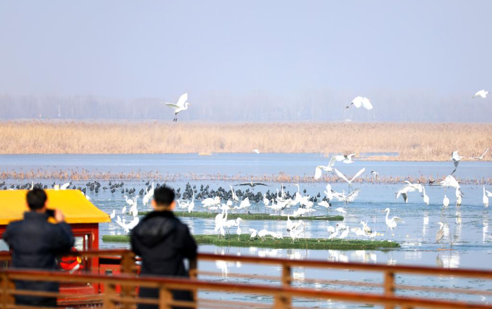 游客们正欣赏着白鹭翔集。 新华社发