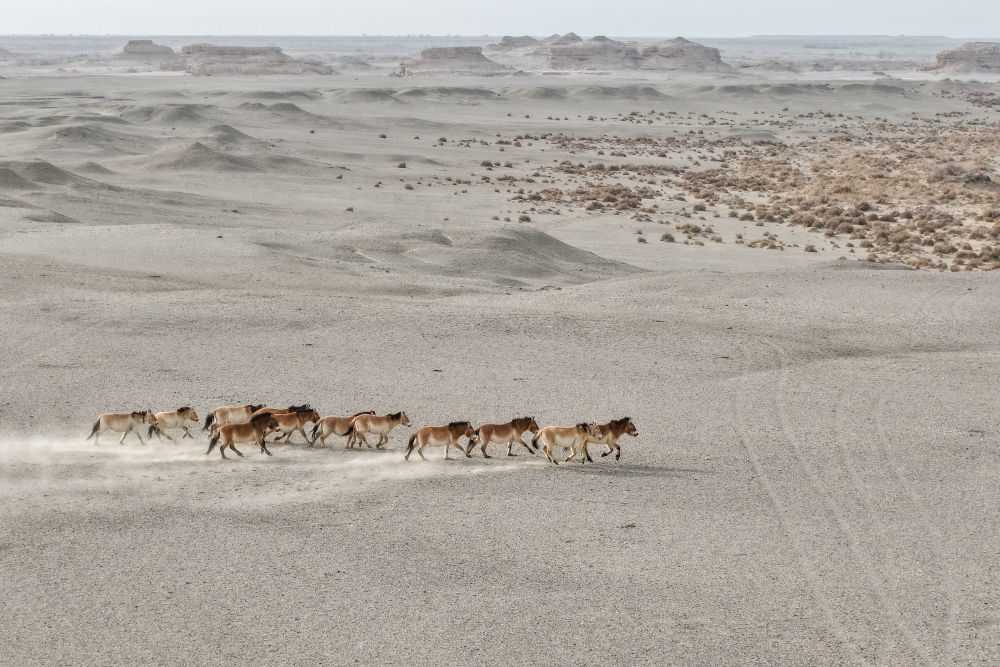 2月5日，一群普氏野马在甘肃敦煌西湖国家级自然保护区的戈壁荒漠上奔跑（无人机照片）。