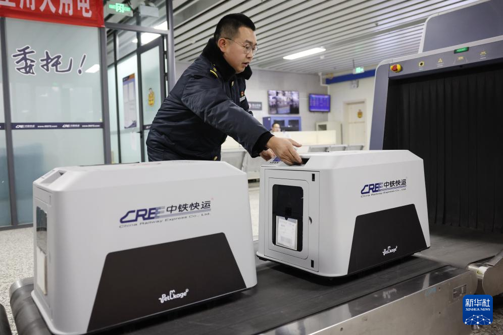2月1日，中铁快运兰州西站营业部工作人员孙谦将旅客托运的宠物放在安检仪上准备进行安检。