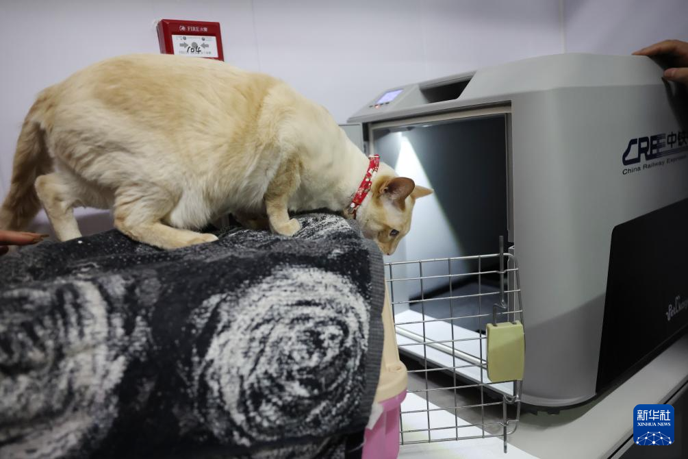 2月1日，在中铁快运兰州西站营业部宠物交接区，一只小猫准备进入高铁宠物运输专用箱。