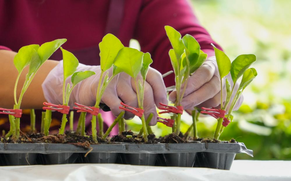 山东莘县：冬季大棚蔬菜种苗嫁接忙