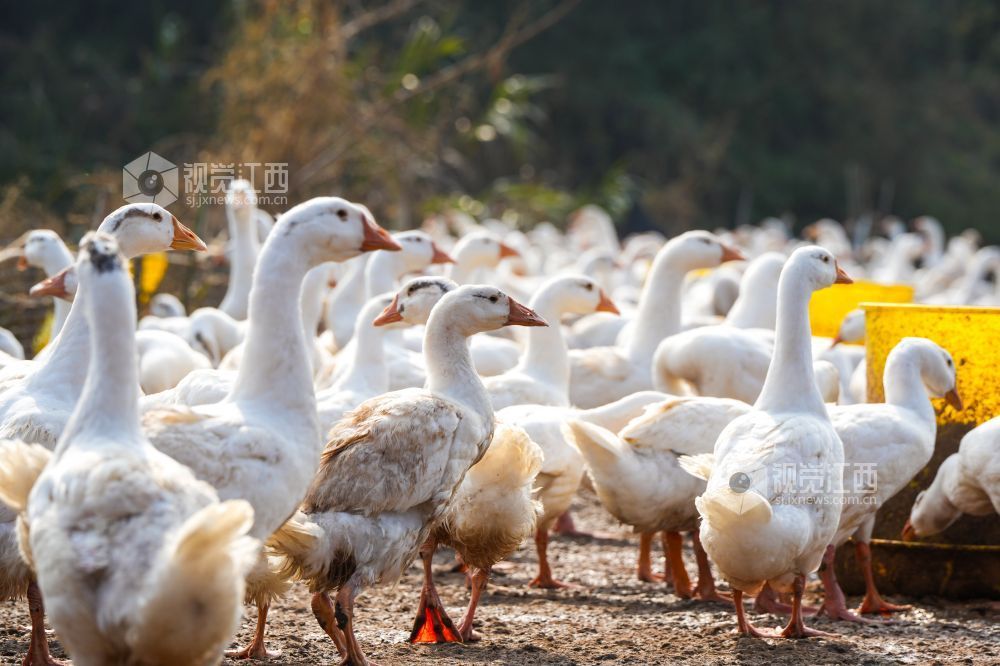 2026年2月3日，萍乡市湘东区排上镇陂田村的白鹅膘肥体健，即将出栏。