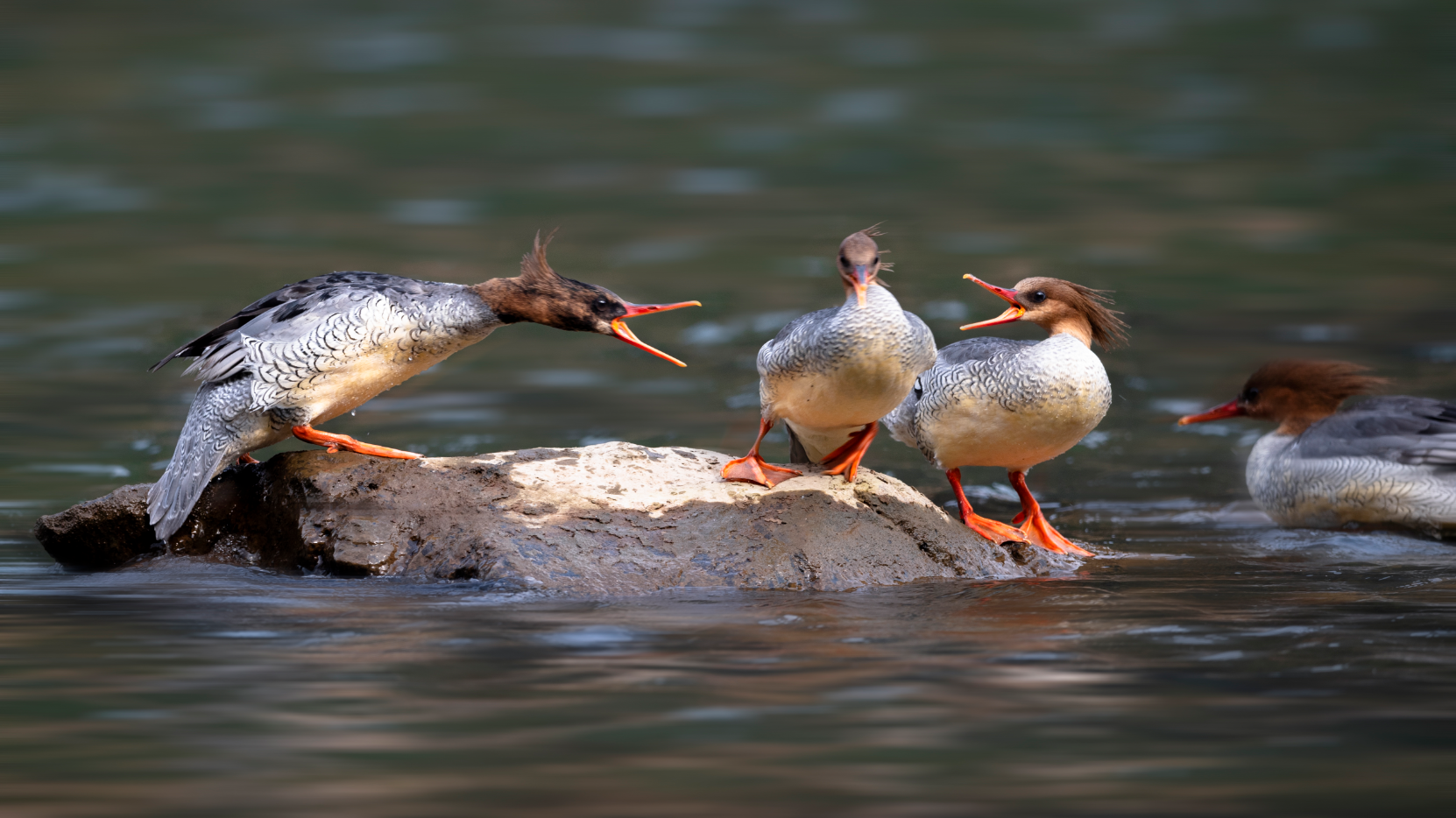 龙虎天下绝 十年再起航 江西龙虎山景区以生态人文之融绘就高质量发展之境