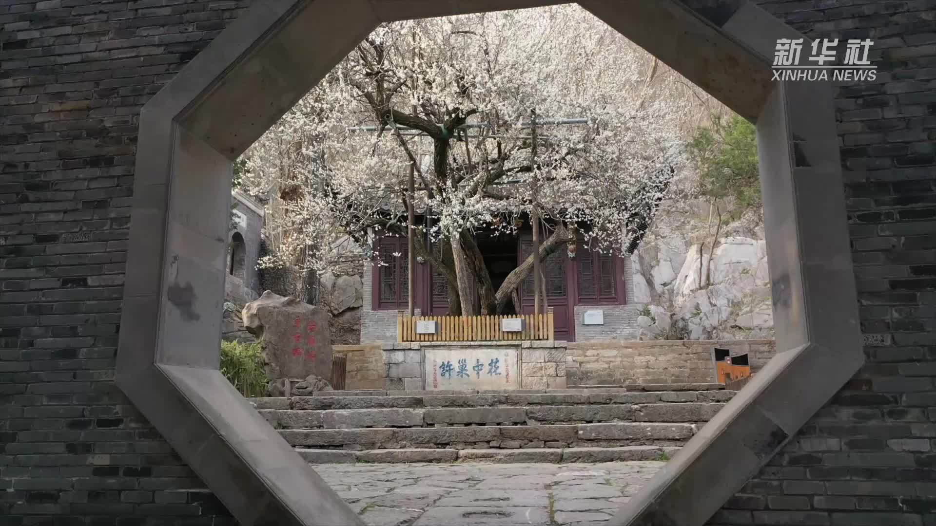 古梅吐新芳 文脉韵流长