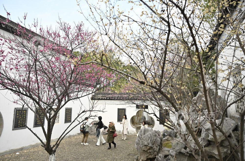 江西南昌：梅花初绽景如画（图）