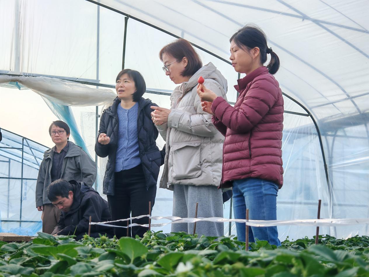 省市农业专家在梅山绿土蔬果种植基地察看评估棚内生物防控技术草莓生长成果