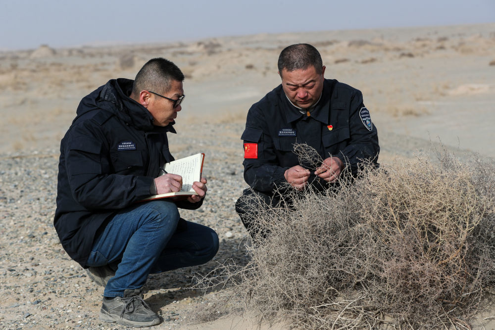 2月5日，甘肃敦煌西湖国家级自然保护区管护中心玉门关保护站站长吴兴东（右）和同事肖永刚在保护区内观察记录植被生长情况