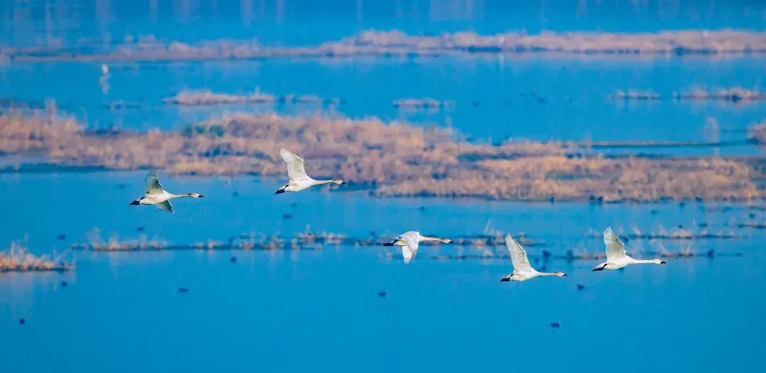 守护“大湖水乡”！宿迁定下湿地保护十年之约