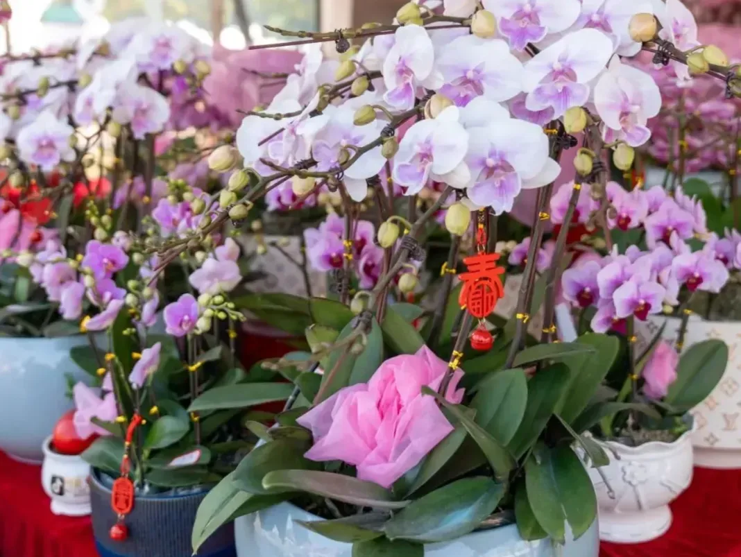 2月7日 珠海唐家湾海岸市集迎春花市年货大集启幕