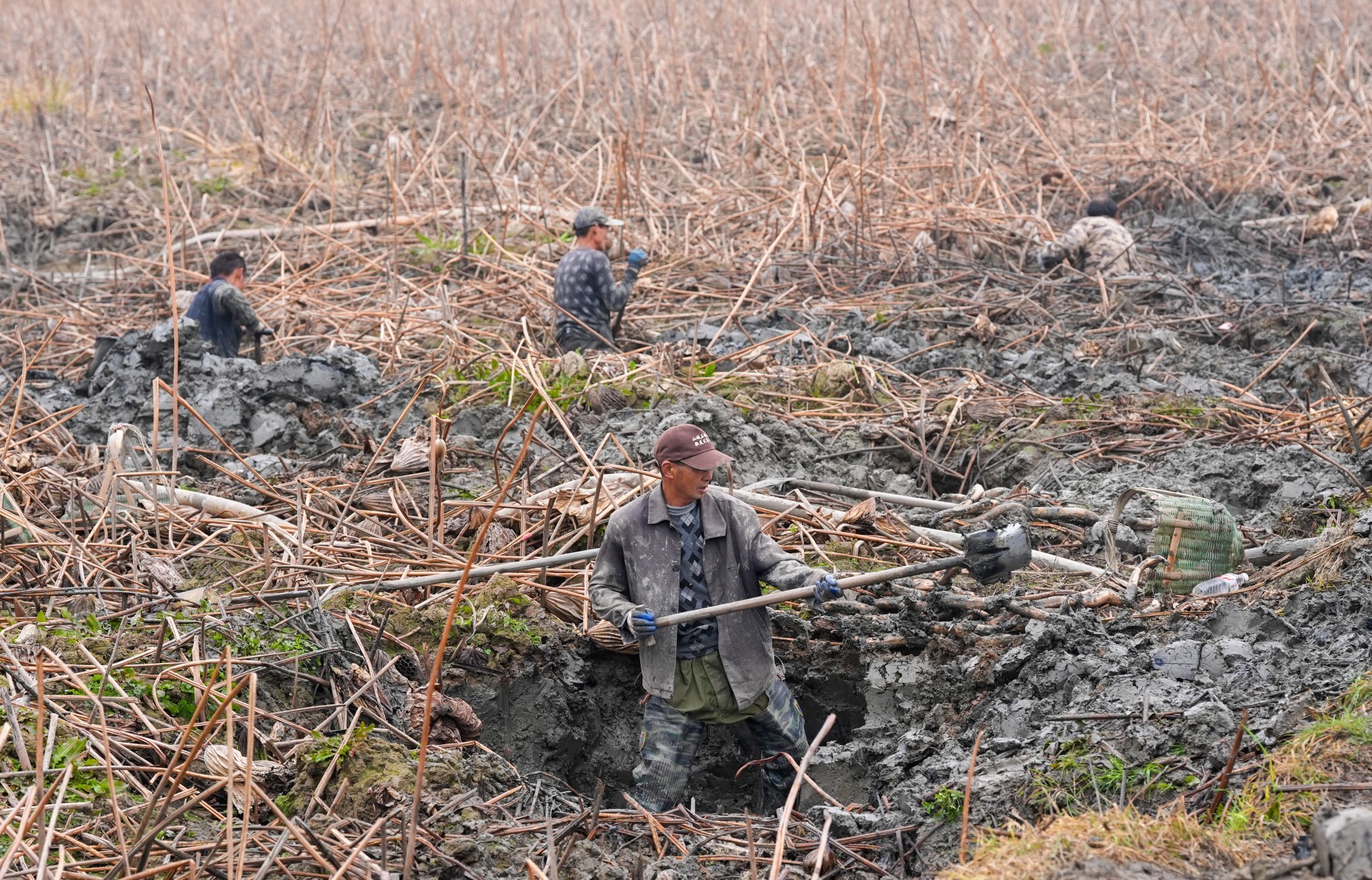 春节临近采藕忙 渝水罗坊镇藕塘一派丰收景象