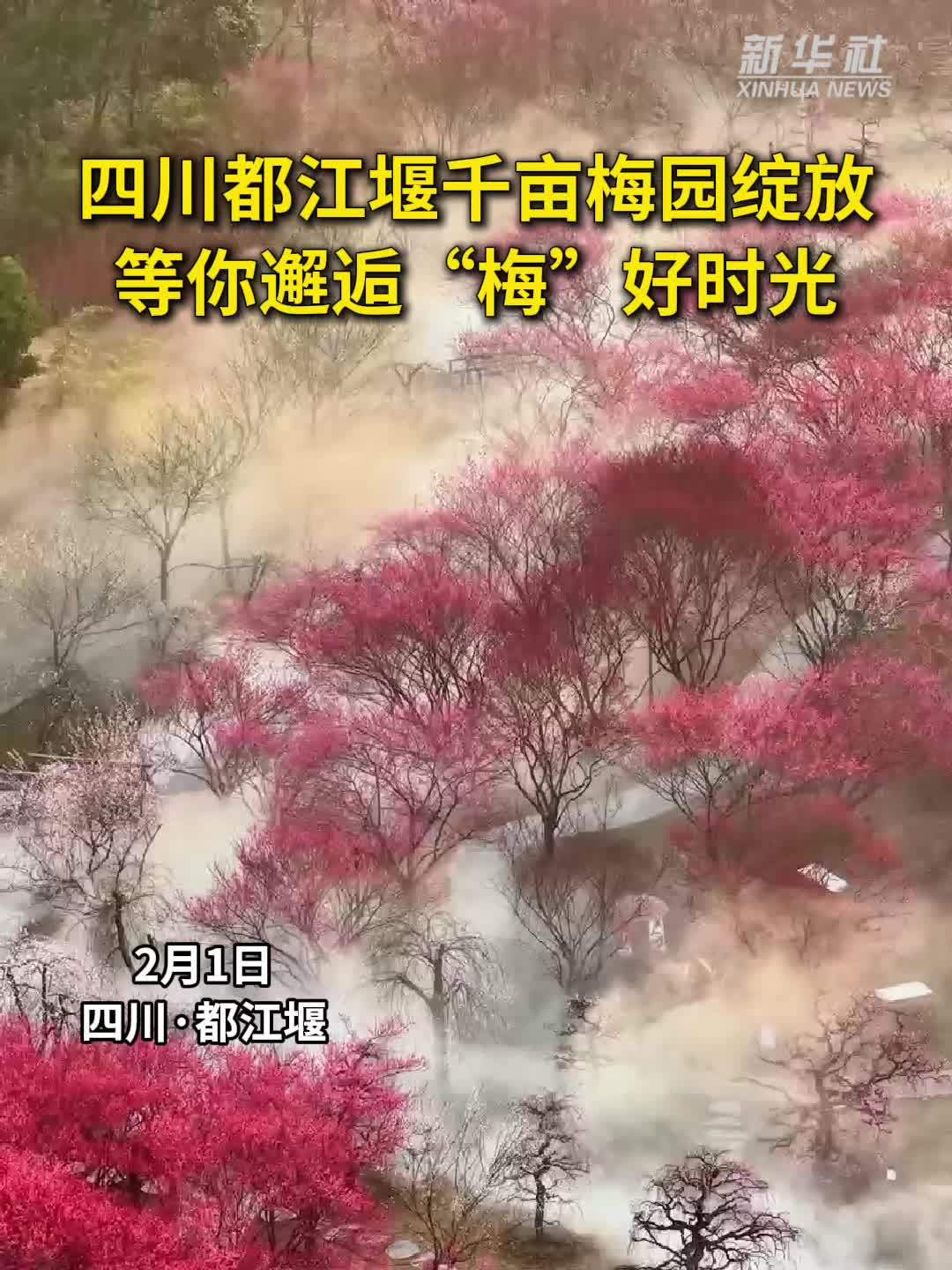 秀我中国｜四川都江堰千亩梅园绽放 等你邂逅“梅”好时光