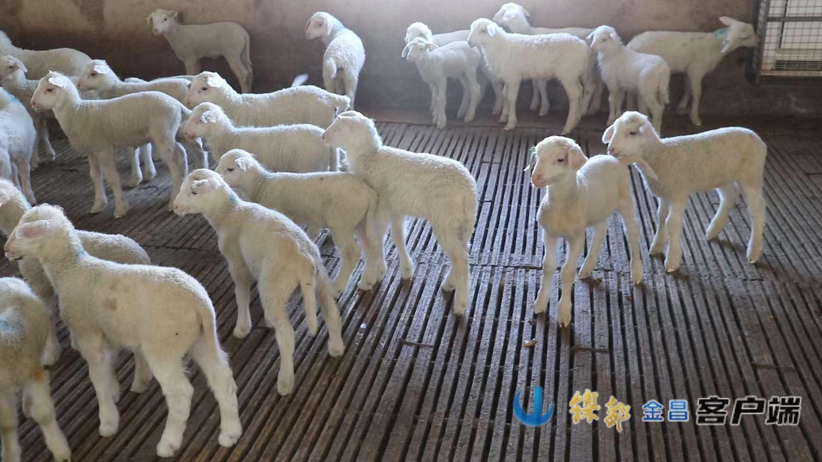 △羊舍内奶绵羊正在进食(资料图)