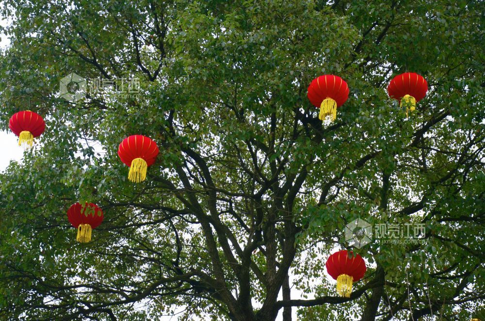 2月11日，新春临近，江西省吉安市永新县三湾公园里，带有黄色流苏的红灯笼高挂在繁茂的绿树间，新春氛围感拉满。