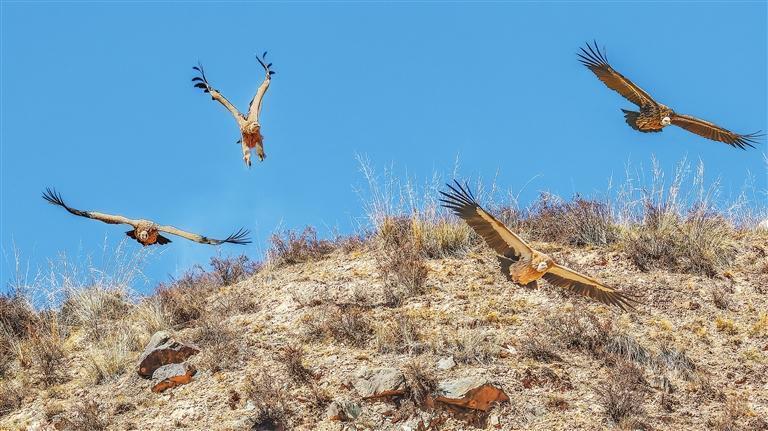 秃鹫翱翔天空 新甘肃·甘肃日报记者 盛学卿