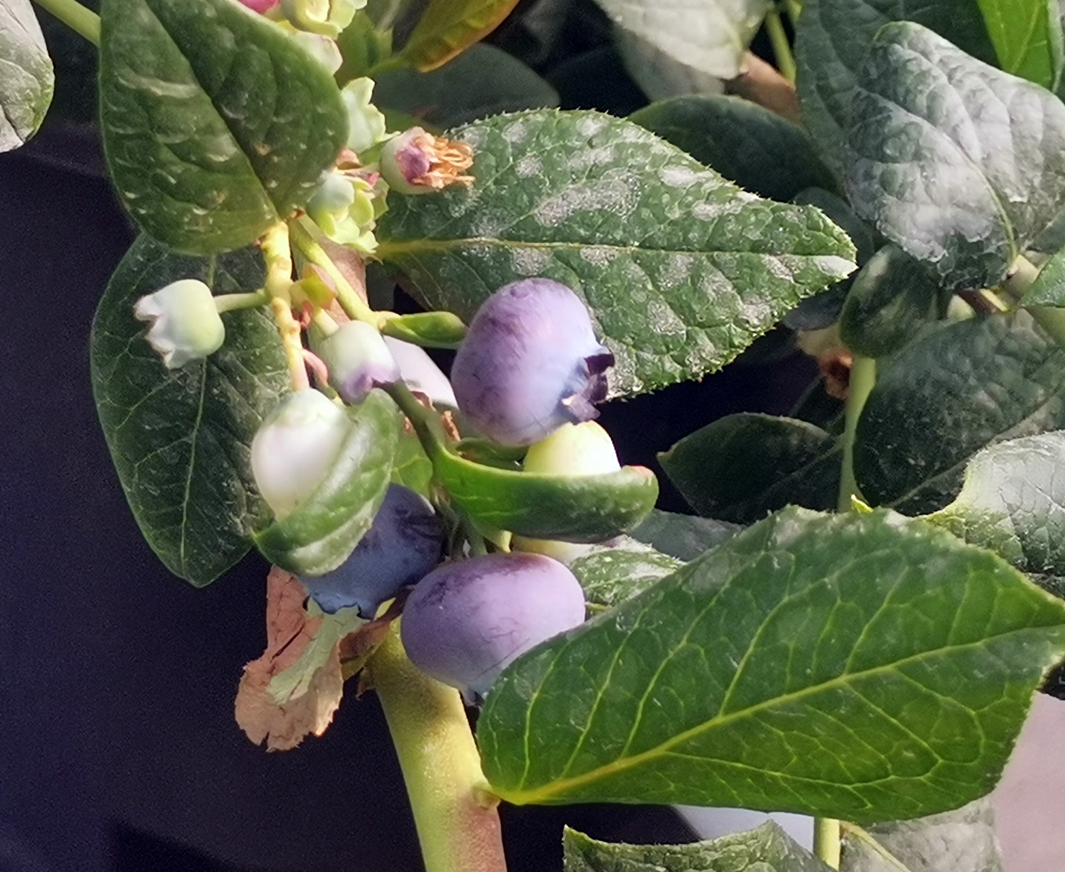 部分植株已经挂果