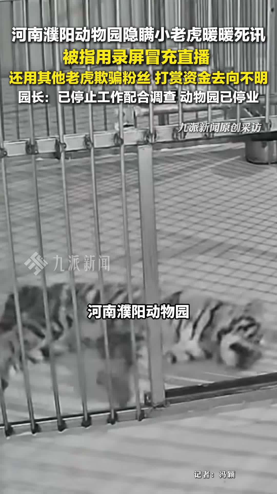 河南濮阳动物园回应隐瞒小老虎暖暖死讯，停止工作配合调查