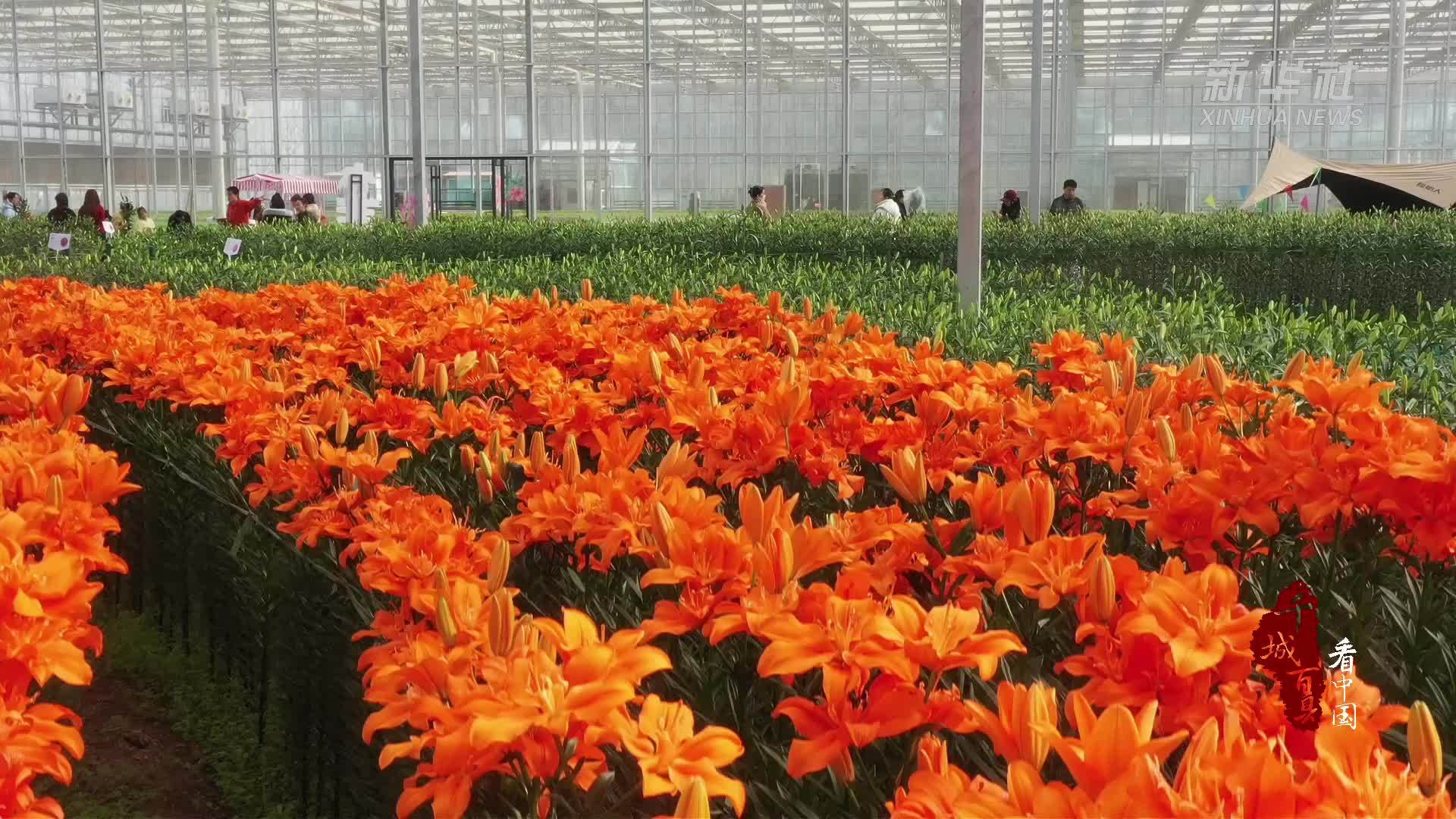 千城百县看中国丨河北徐水：百合花开春意浓
